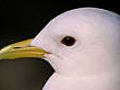 Inland kittiwakes