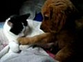 Puppy and Kitty334