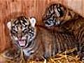 Rare Sumatran tiger cubs unveiled