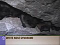 SLA - White nose syndrome puts bats in great peril