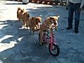 Doggy Conga Line