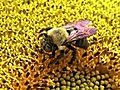 Bumble Bee On Sunflower 01 Stock Footage