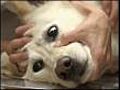 Japan’s dog blood donors