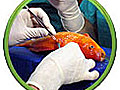 NOVA scienceNOW: Fish Surgery