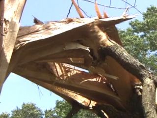 Tree &#039;Explodes&#039; in Georgia