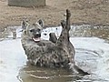 Happy hyena smiles for camera