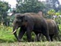 Love-struck elephant elopes with sweethearts