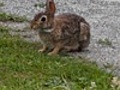 Bunny in Newport