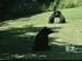 Bears Get Too Close For Comfort In N.J.