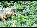 Environnement : la peur du loup