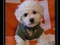 Bichon Puppies-Bichon Frise FREE Report!