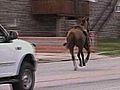 Raw Video: Horse Loose on Philly Streets
