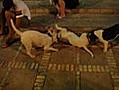 Bull Terrier jugando con bulldog frances