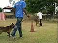 Centre Cynotechnique Bornil -Animaux (dressage) Le Vauclin 97280 Martinique