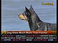 Dog Bites Much More Than Painful