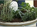 Herb Garden - How to Water