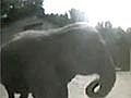 Video - Elephant Doppelgangers