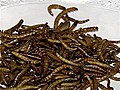 Bugs make U.N.&#039;s list as a potential food source
