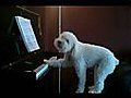 Tucker the piano dog!