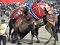 Camel wrestling in Turkey