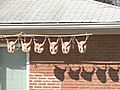 Neighbors Raise Stink Over Hanging Meat