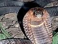Hsss! Poisonous snake slithers out of enclosure