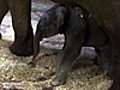 Australia’s first baby elephant