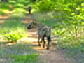 Hyena Walk-about