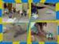 Consumer Group Says Zhu Zhu Pets Are Health Risk