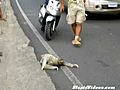 Sloth Flies Across Road