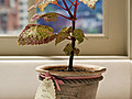 Coleus Plants