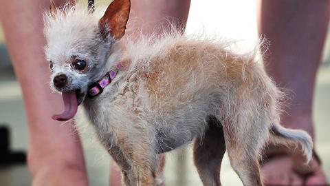 Pop Chart: Retro Bieber and the World’s Ugliest Dog