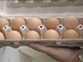 Mainers turning to local eggs