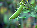 Peppery Asian Sugar Snap Peas