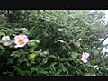 箱根精進池のサンショウバラ