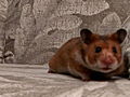 Pets 101: Hamster