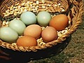 Chicken Lays Green Eggs