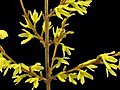 Time-lapse Of Opening Forsythia Flowers Isolated On Black 1b Stock Footage