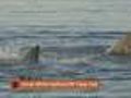 WBZ @ Your Desk: Shark Attack; Fire Probe