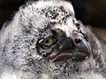 Snowy Owls