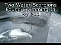 Water Scorpions in Australia