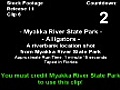 Stock Footage - Myakka Park - Gator on the Bank (2007)