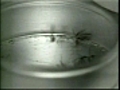 Mosquito spraying to begin next week in Massachusetts