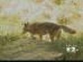 Police Search For Coyotes That Attacked Girls