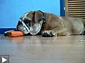 Un bulldog qui aime les carottes...