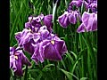 城北菖蒲園と紫陽花