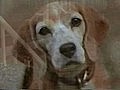 Shiloh 2: Shiloh Season
