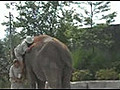 Montée laborieuse sur un éléphant