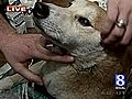 News 8 Checks On Dog Thrown From Moving Car