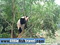 Commando Training Panda